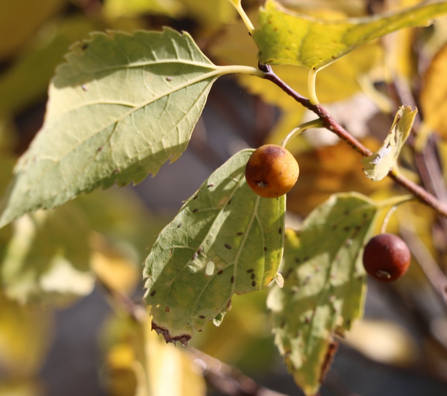 Image of Celtis tournefortii specimen.
