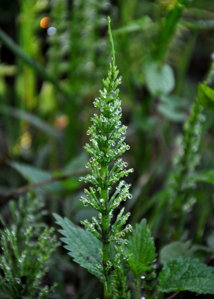 Изображение особи Equisetum pratense.