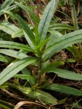 Myosotis palustris. Вегетирующее растение. Московская обл., Дмитровский р-н, окр. пос. Вербилки, пойма р. Якоть, влажная поляна в смешанном лесу (с преобладанием сосны, берёзы и ели). 06.10.2020.