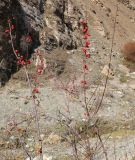 genus Cotoneaster
