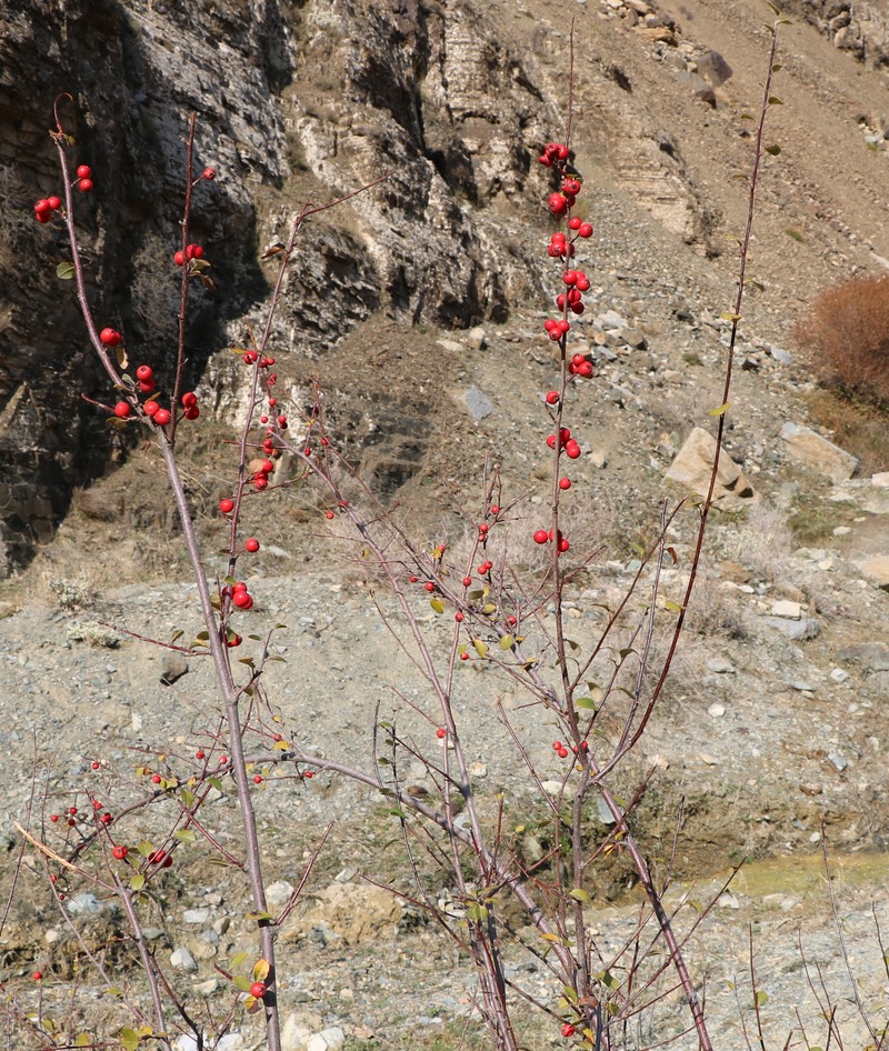 Изображение особи род Cotoneaster.