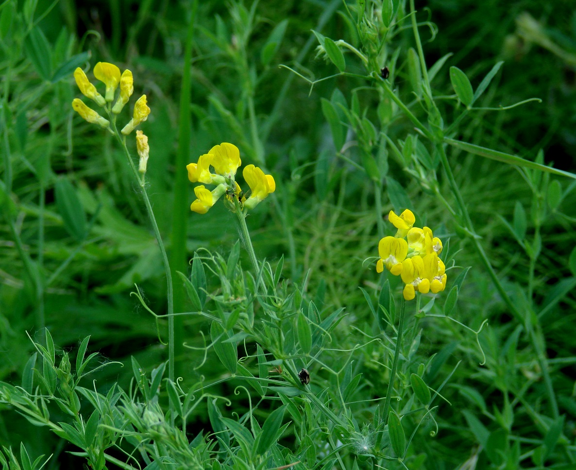 Изображение особи Lathyrus pratensis.