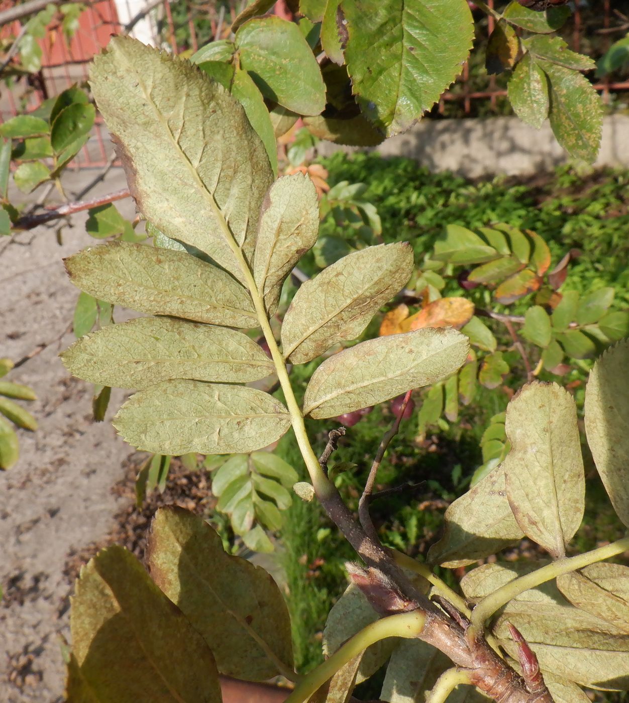 Изображение особи &times; Crataegosorbus miczurinii.