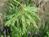 Geranium sylvaticum. Лист (вид снизу), поражённый ржавчинным грибом. Кабардино-Балкария, Эльбрусский р-н, долина р. Ирикчат, ок. 2650 м н.у.м., субальпийский луг. 07.07.2020.