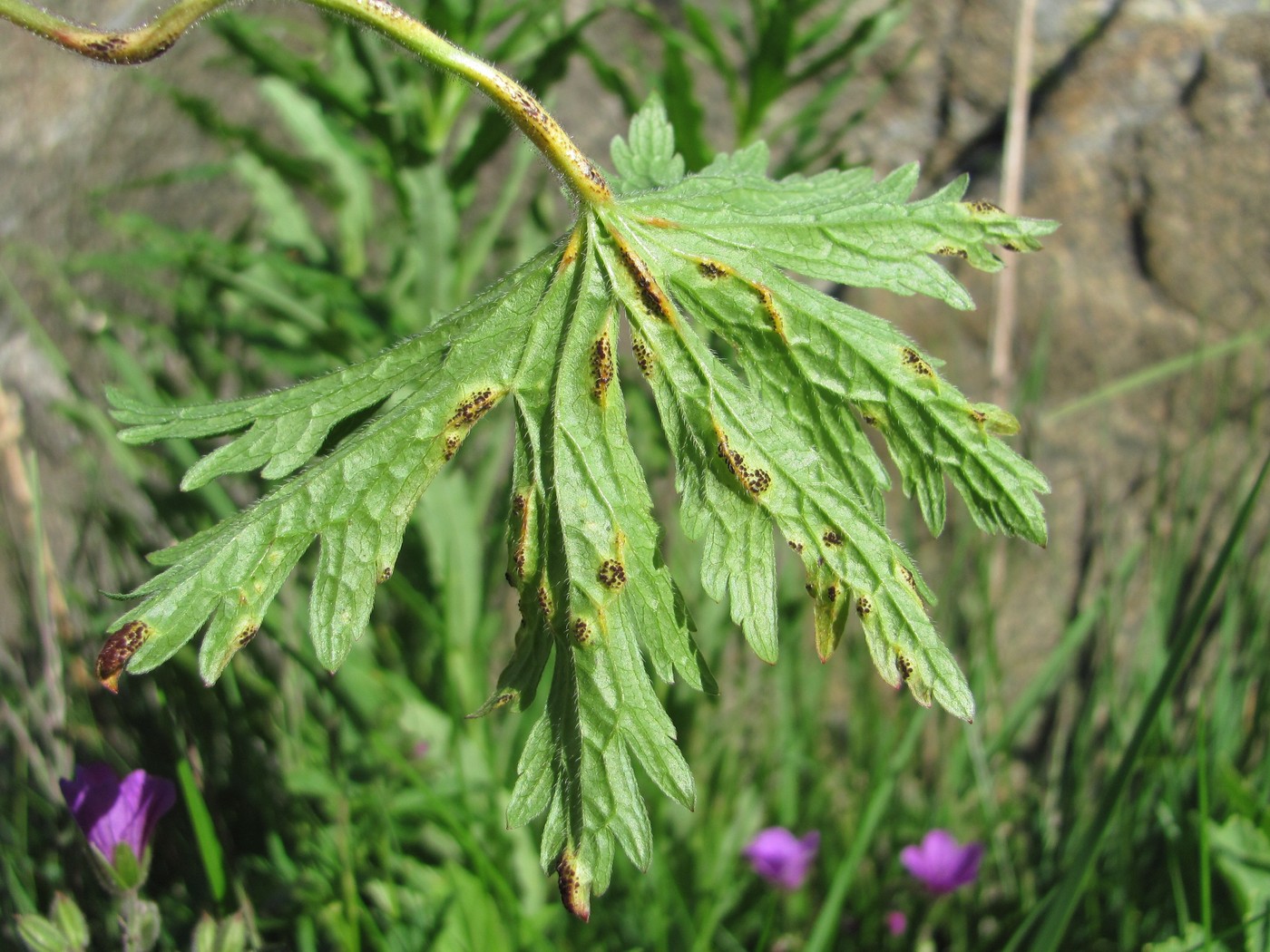 Image of Geranium sylvaticum specimen.