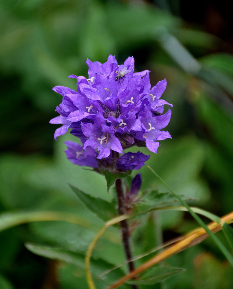 Image of Campanula glomerata specimen.