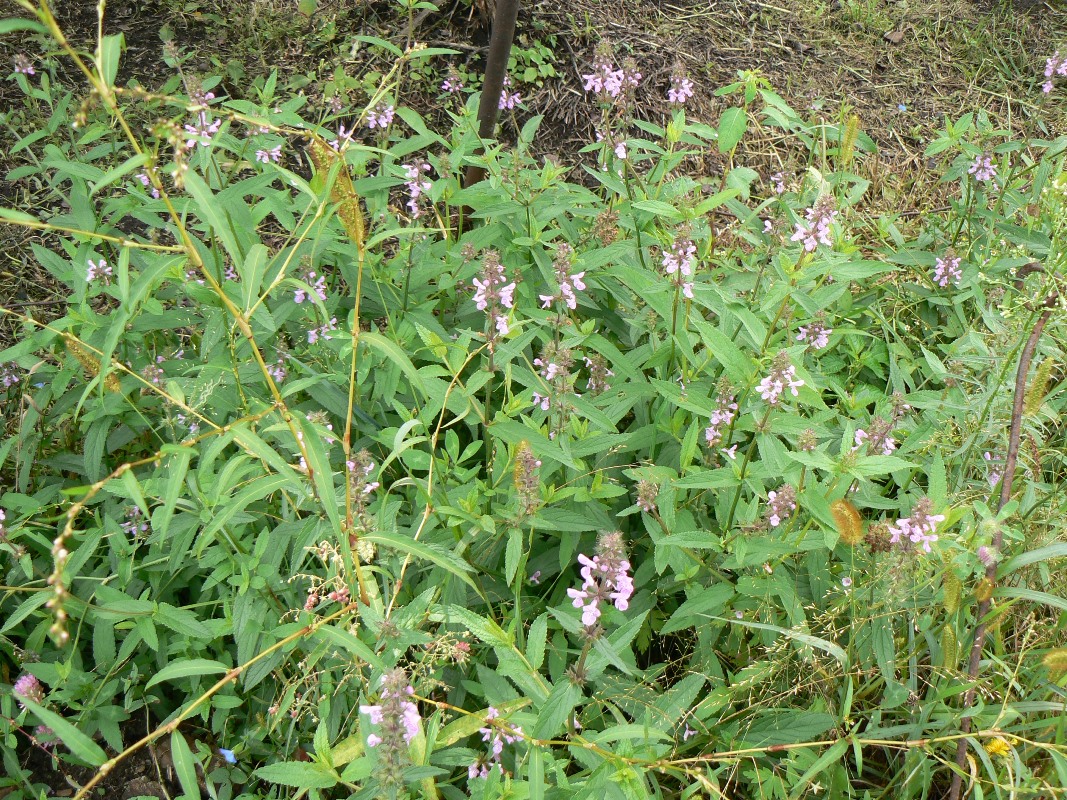 Изображение особи Stachys palustris.