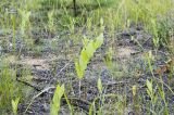 Polygonatum odoratum