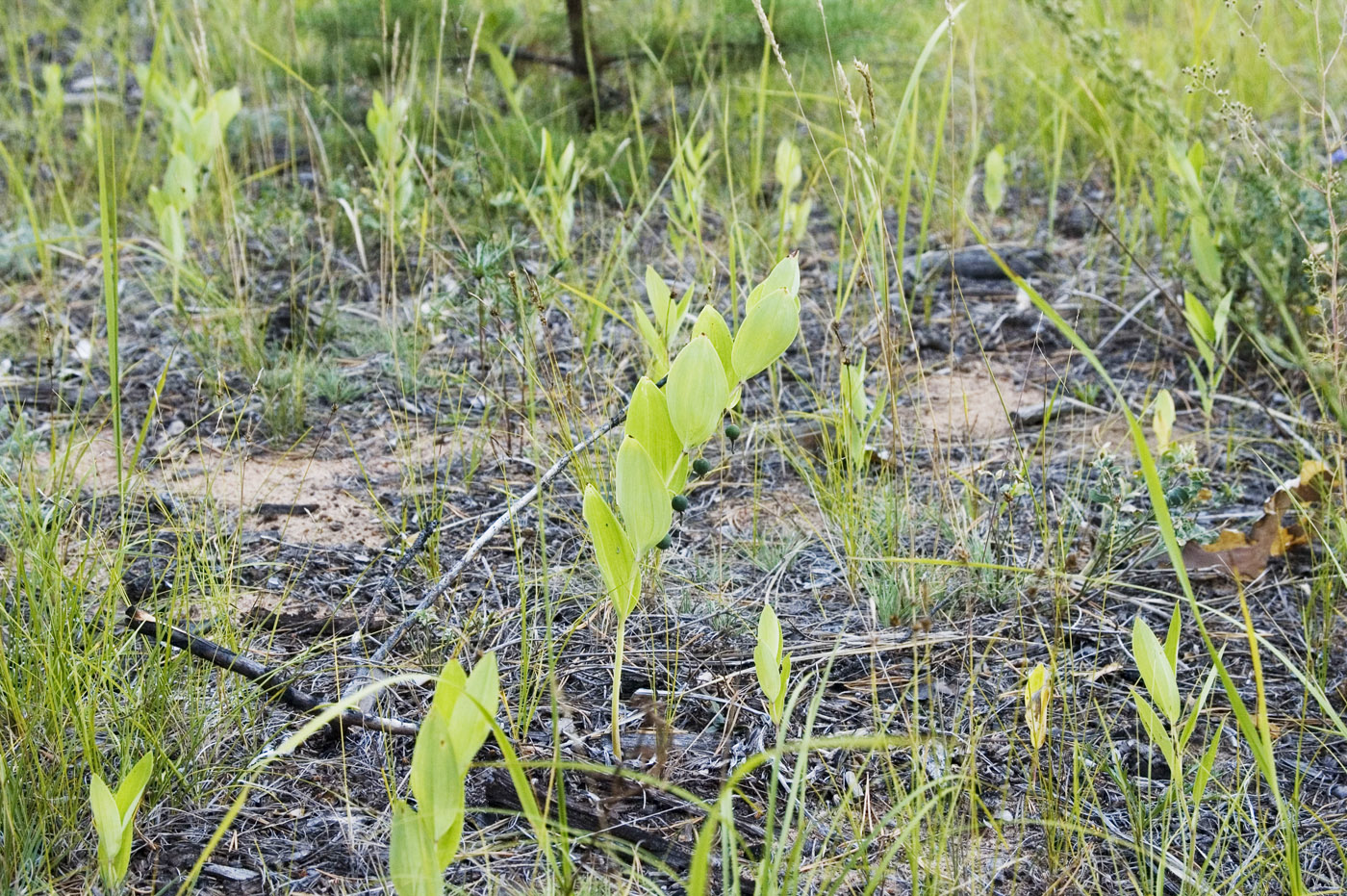 Image of Polygonatum odoratum specimen.