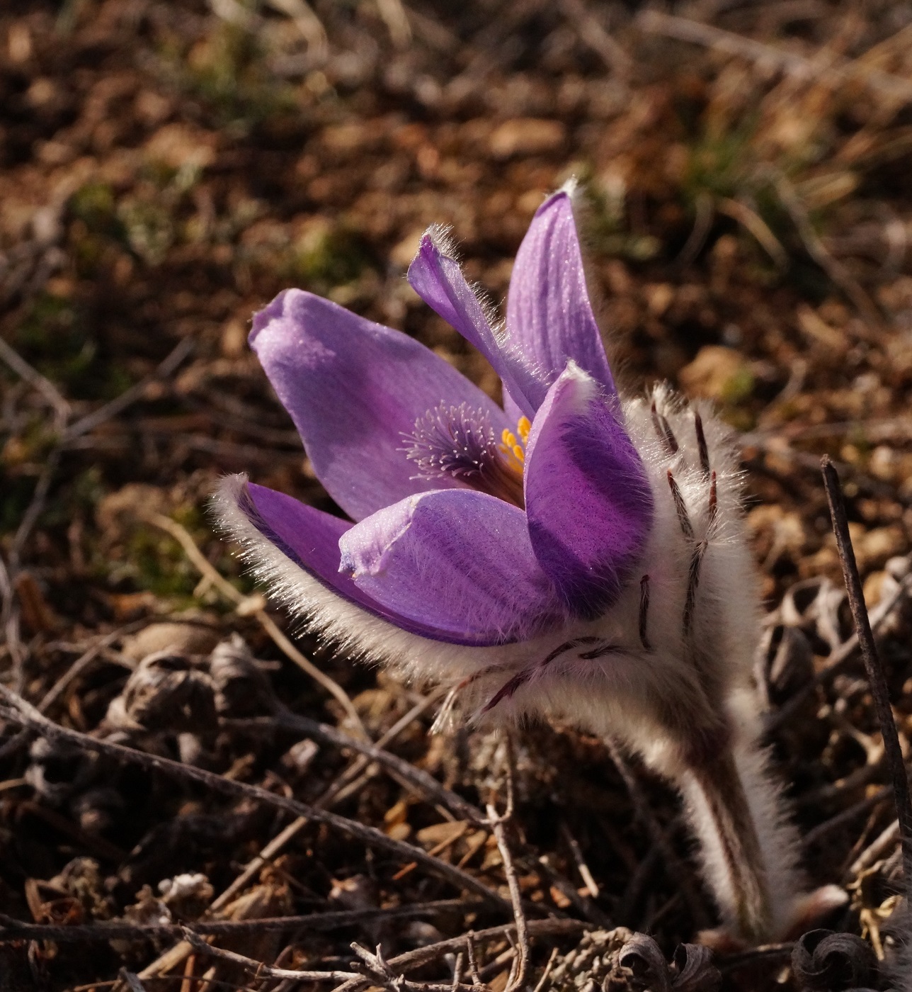 Image of Pulsatilla taurica specimen.