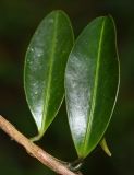 Anthurium scandens. Часть побега. Перу, регион Куско, провинция Урубамба, окр. г. Machupicchu, ботанический сад \"Jardines de Mandor\", развивается на стволе дерева на выс. ок.1 м. 20.10.2019.