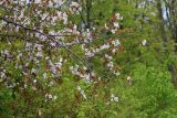 Cerasus sachalinensis