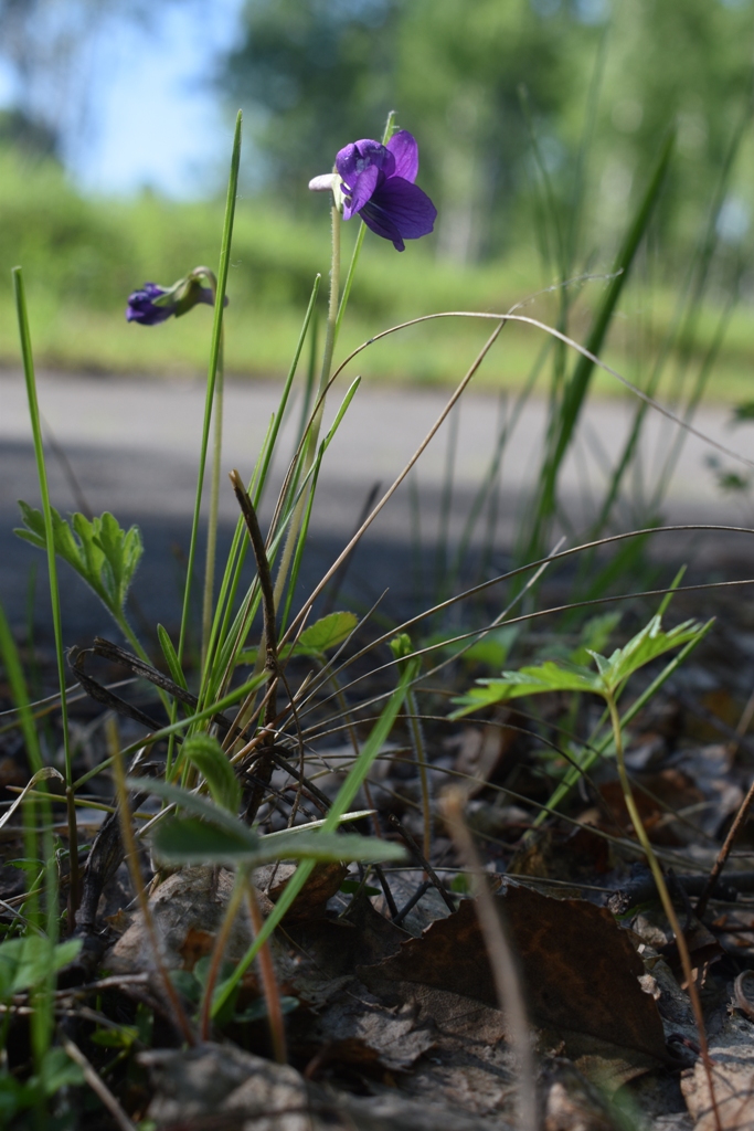 Изображение особи Viola dissecta.