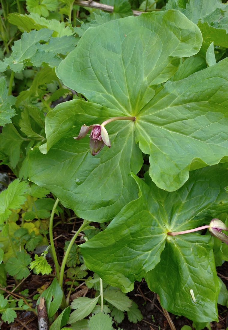 Image of Trillium smallii specimen.