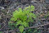 Anthriscus sylvestris