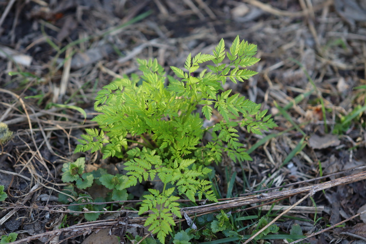 Изображение особи Anthriscus sylvestris.