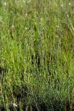 Festuca rubra