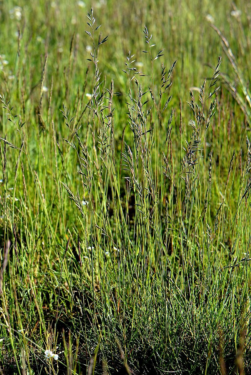 Изображение особи Festuca rubra.