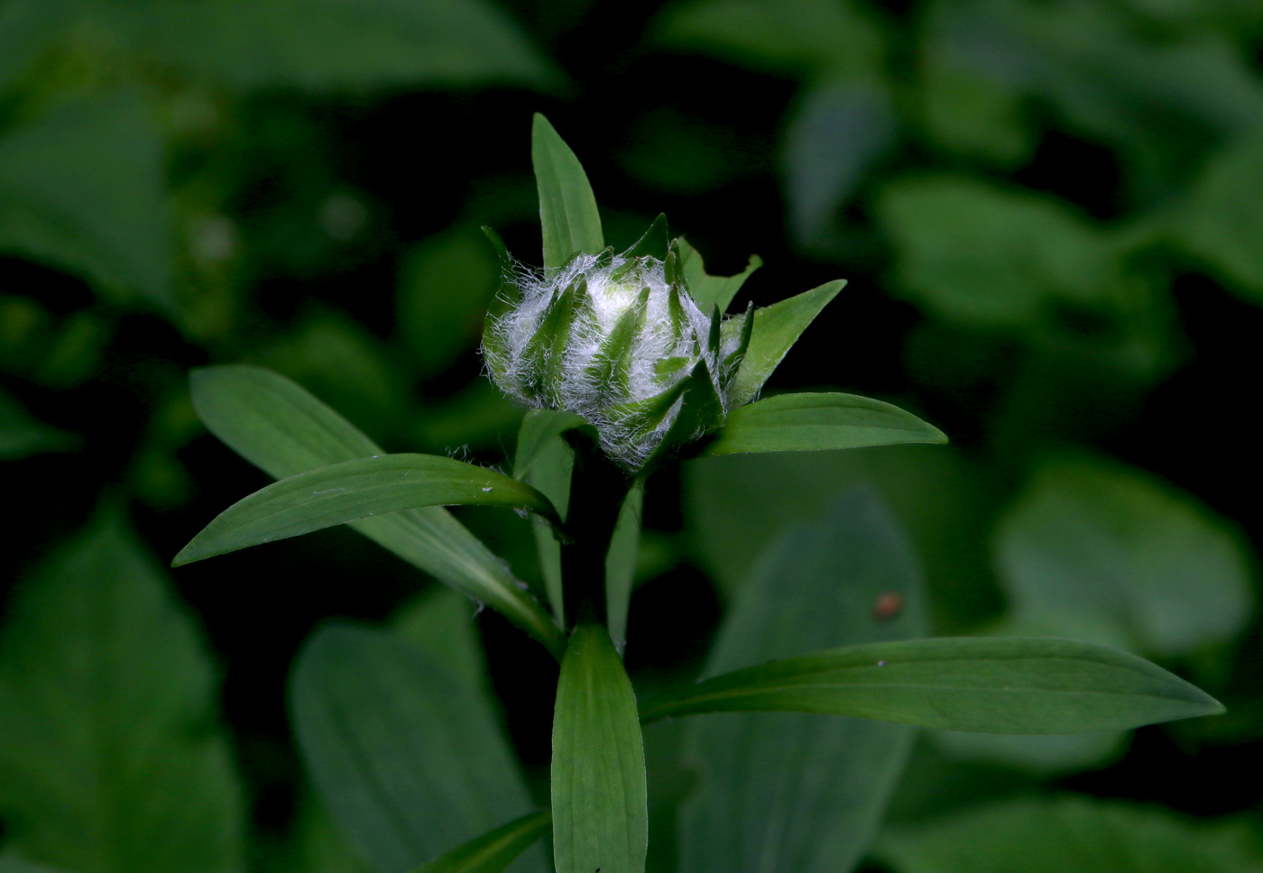 Image of Lilium pilosiusculum specimen.