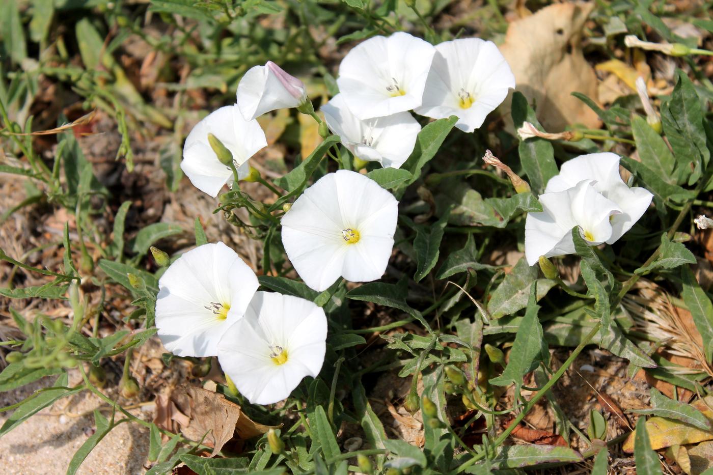 Изображение особи Convolvulus arvensis.