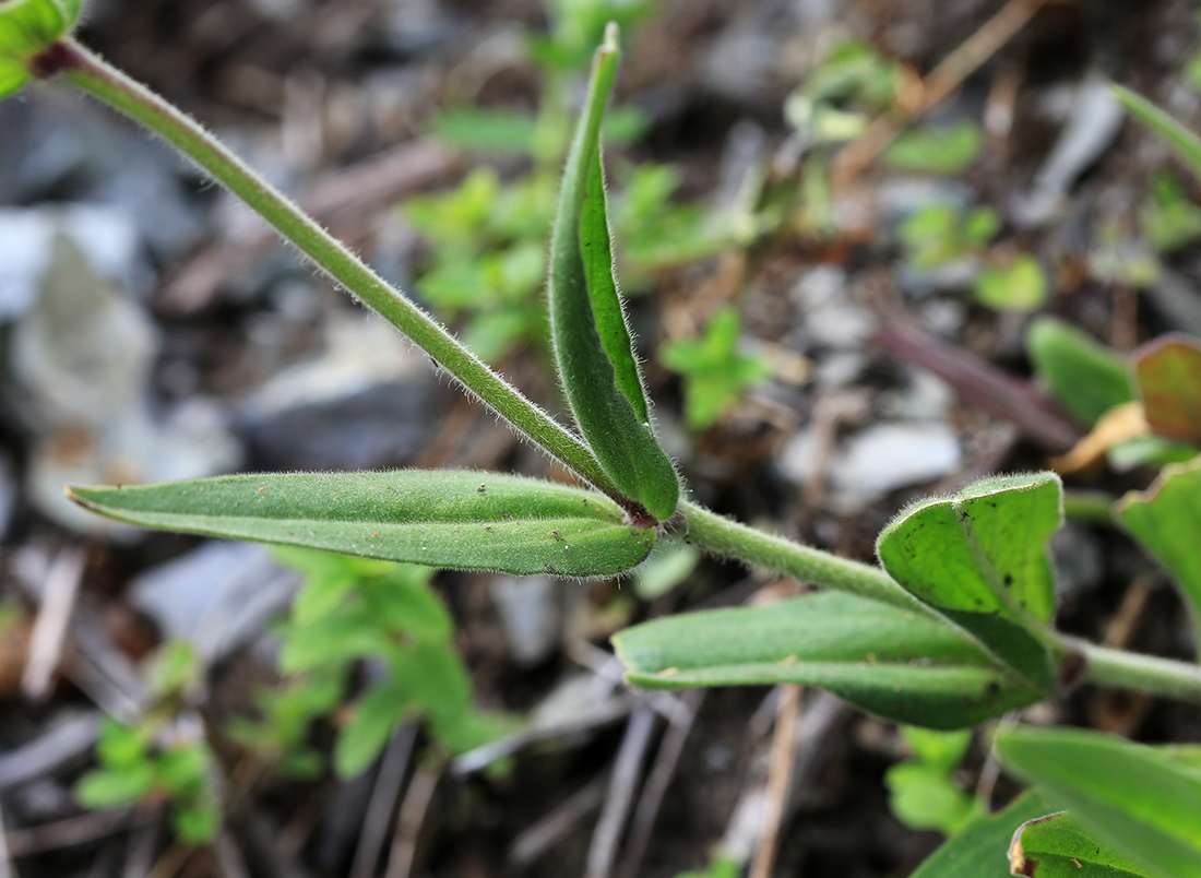 Image of Silene obscura specimen.