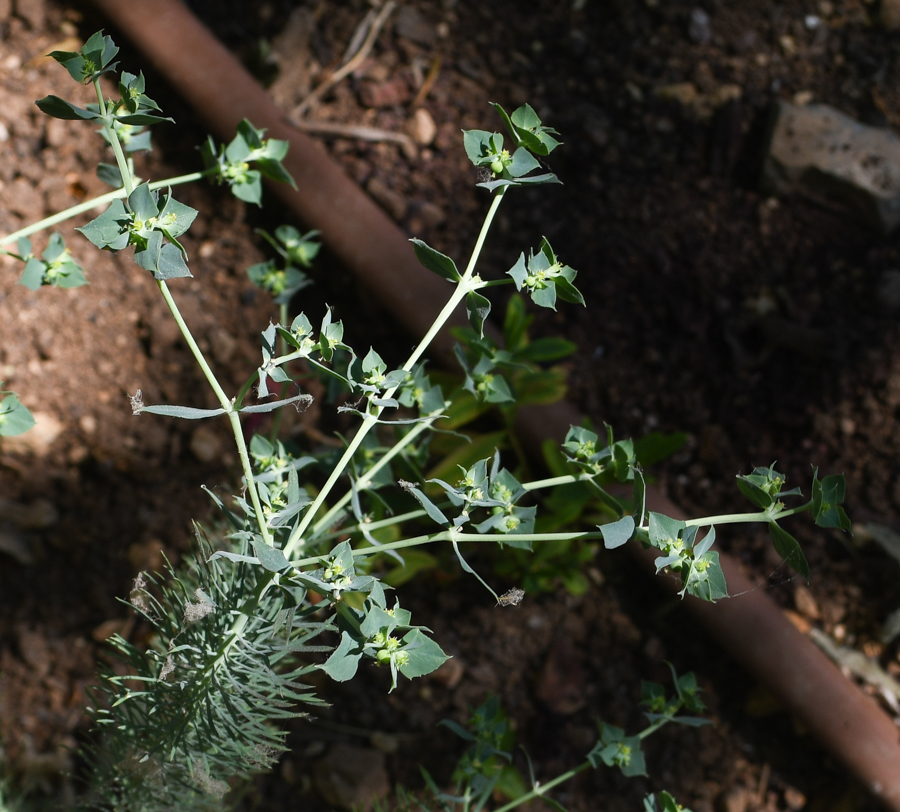 Изображение особи Euphorbia aleppica.