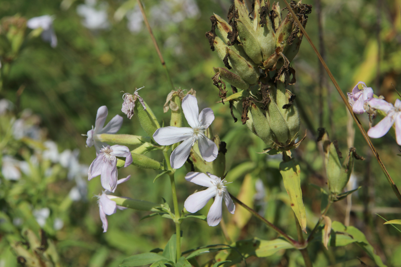 Изображение особи Saponaria officinalis.