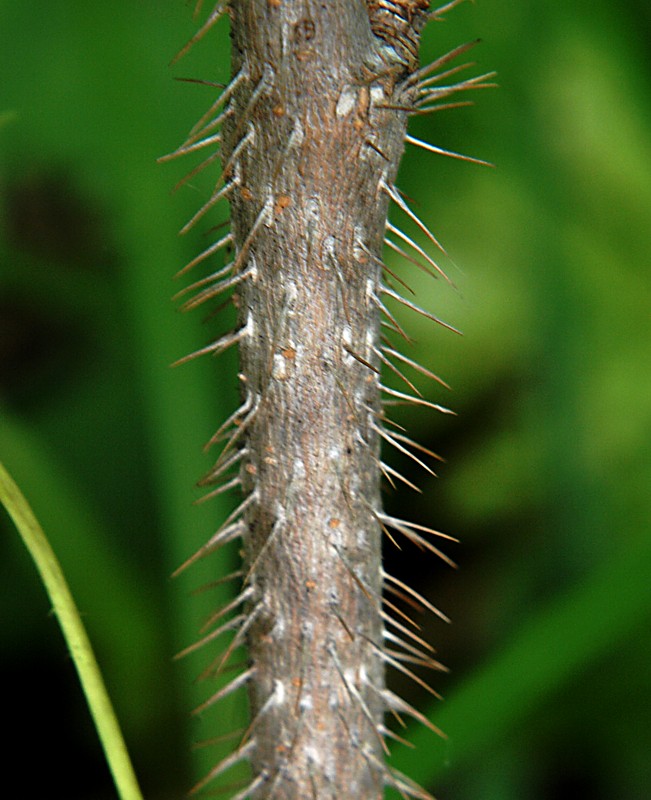 Image of Eleutherococcus senticosus specimen.