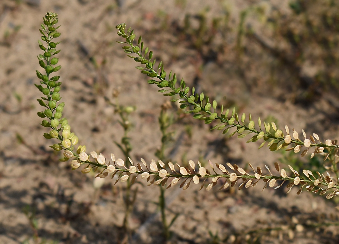 Image of Lepidium densiflorum specimen.