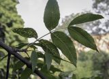 Fraxinus pennsylvanica