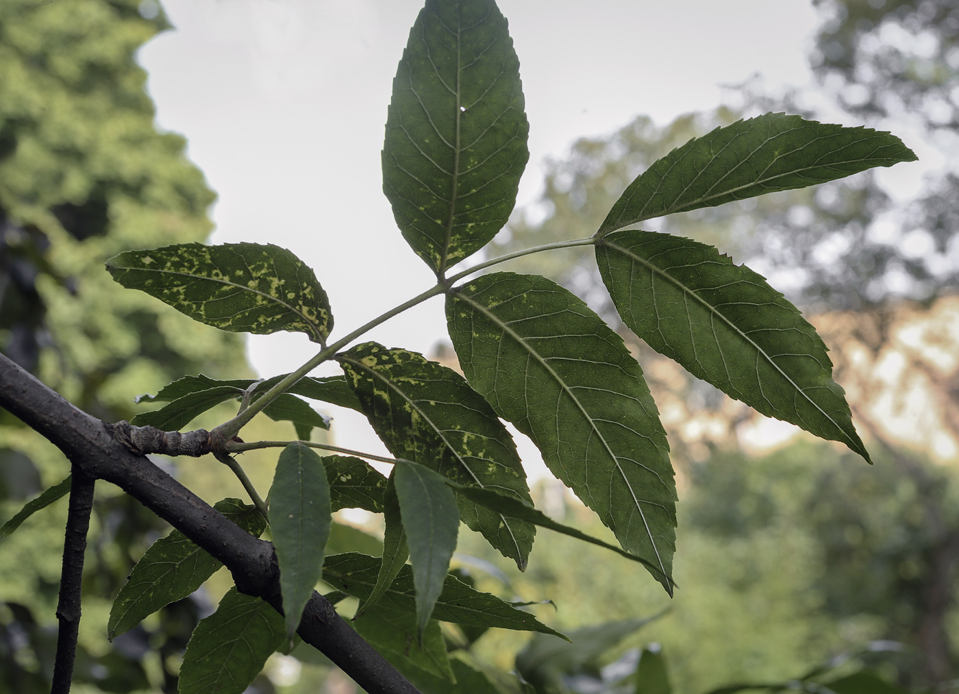 Image of Fraxinus pennsylvanica specimen.