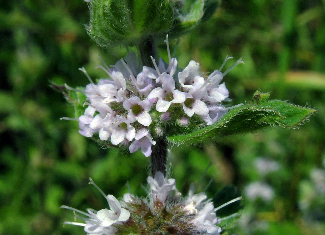 Image of Mentha arvensis specimen.