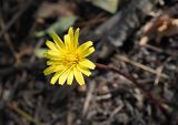 Taraxacum hybernum. Раскрывшееся соцветие-корзинка. Республика Крым, Алуштинский р-н, окр. с. Малореченское, заросли кустарников на краю шоссе. 04.09.2021.