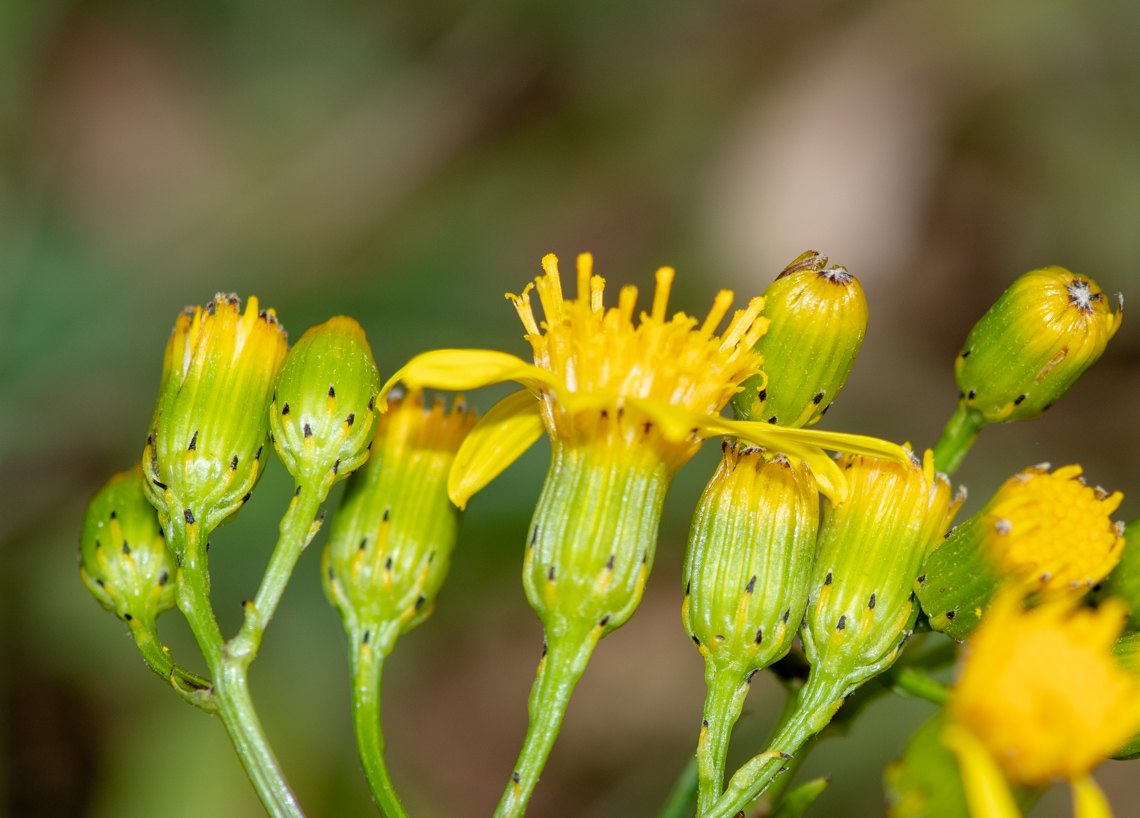 Изображение особи Senecio rudbeckiifolius.