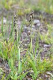 Epipactis palustris