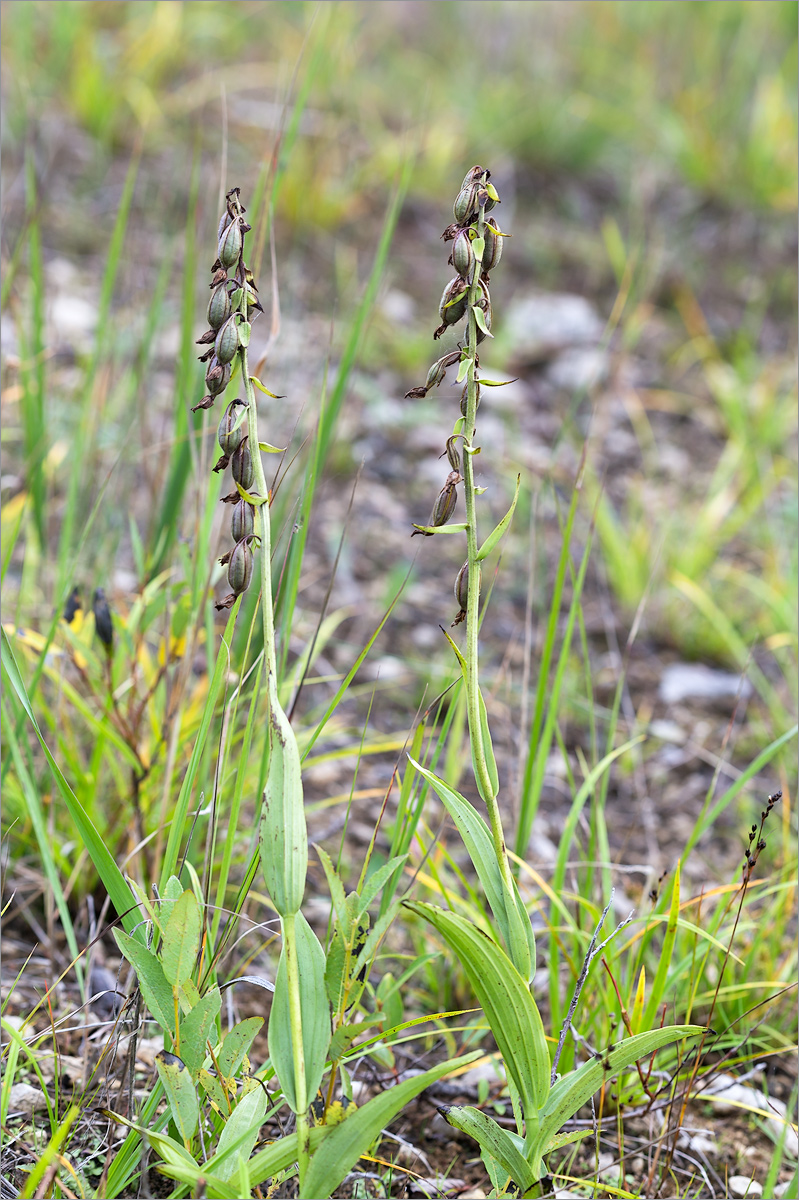 Изображение особи Epipactis palustris.