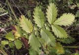 Agrimonia eupatoria