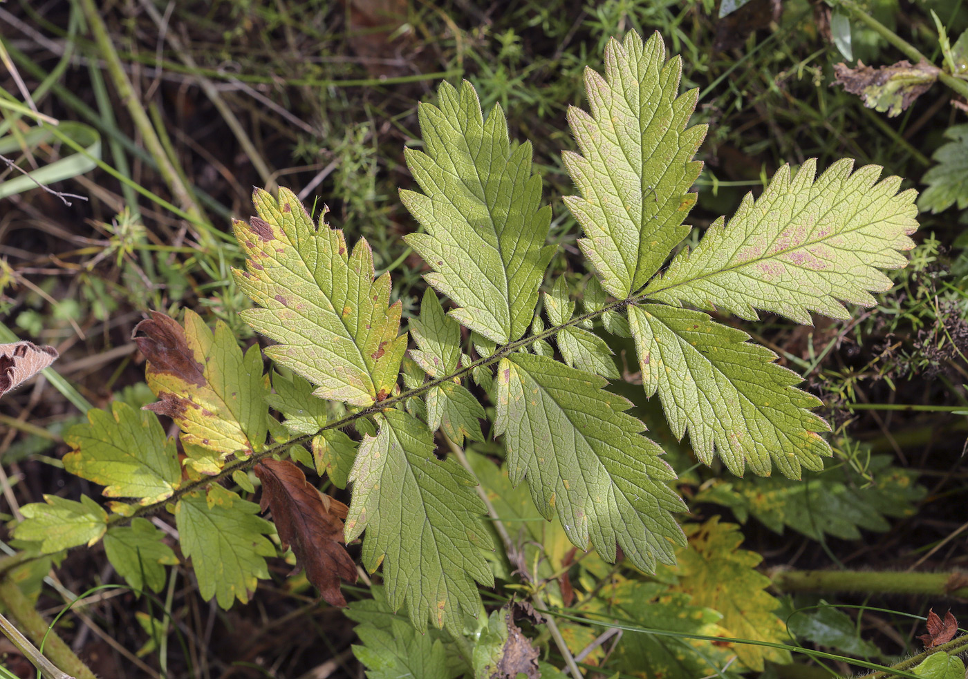 Image of Agrimonia eupatoria specimen.