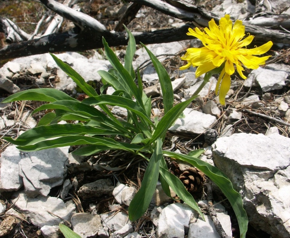 Изображение особи Scorzonera glabra.