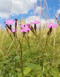 Dianthus eugeniae