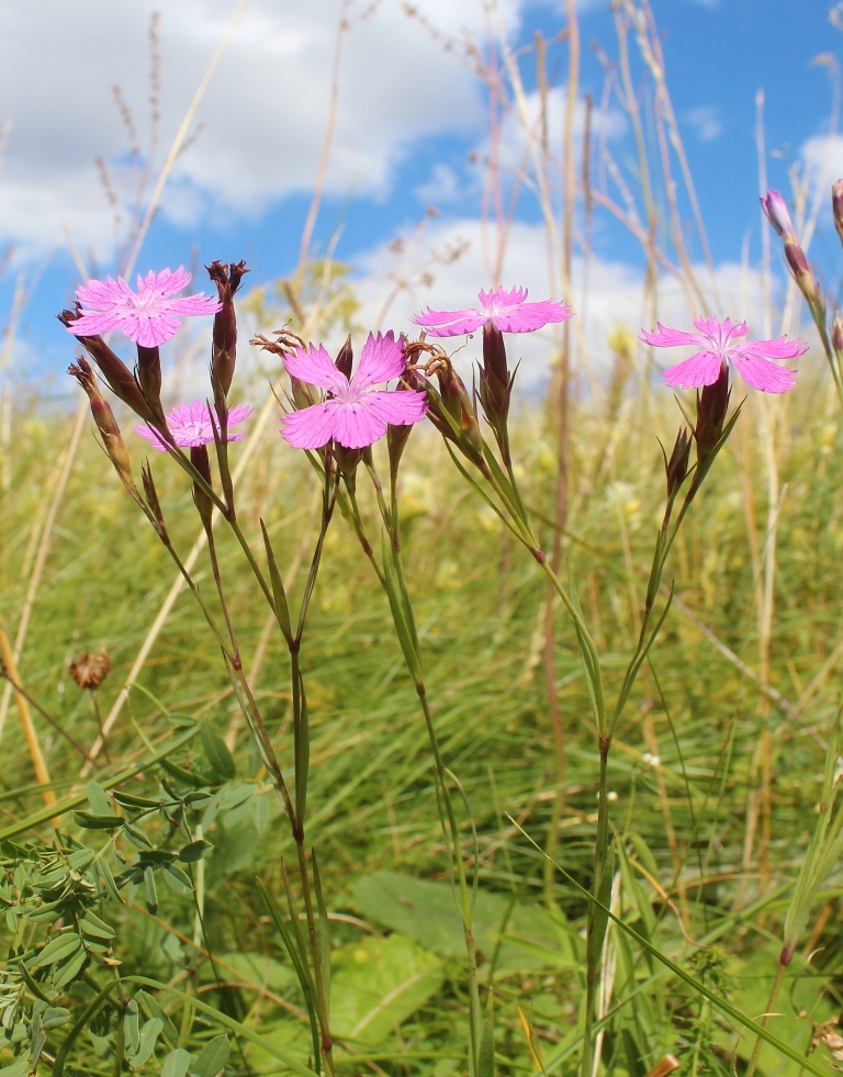 Image of Dianthus eugeniae specimen.