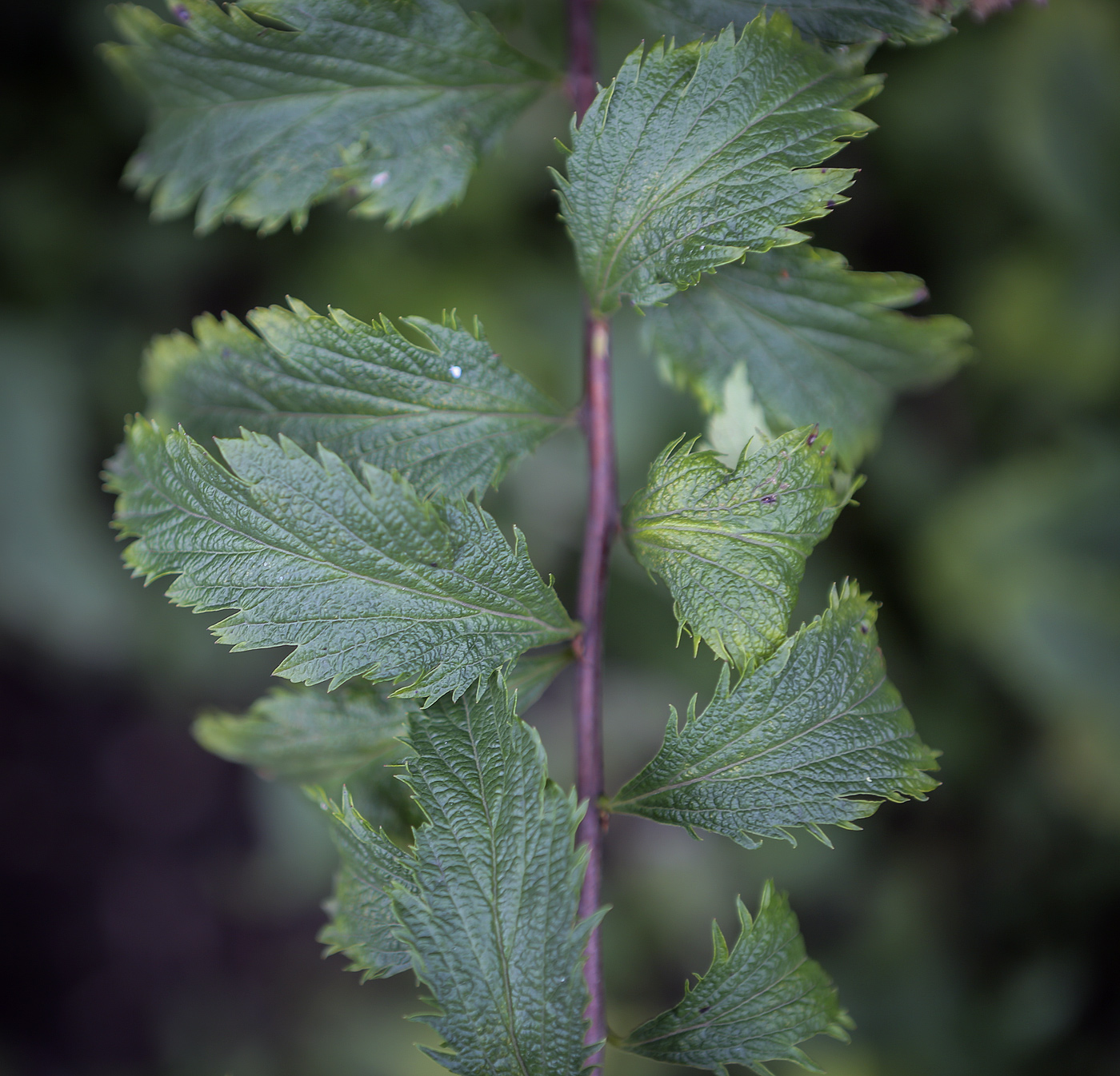 Image of Spiraea &times; bumalda specimen.