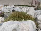 Minuartia inamoena