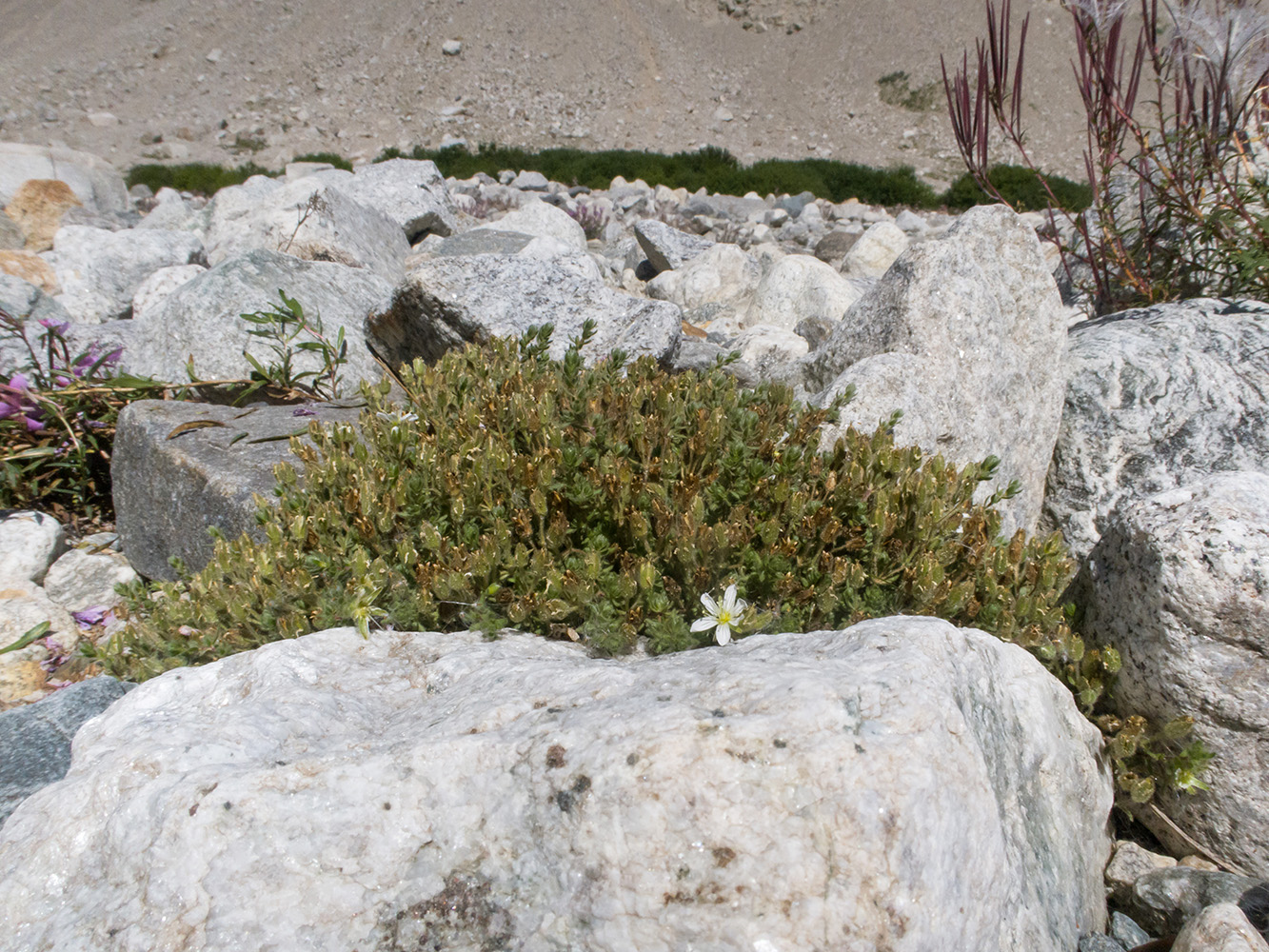 Image of Minuartia inamoena specimen.