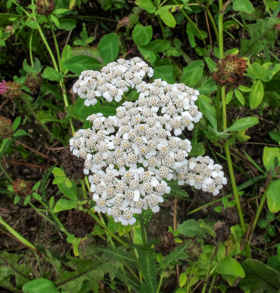 Изображение особи Achillea millefolium.