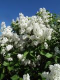 Syringa vulgaris