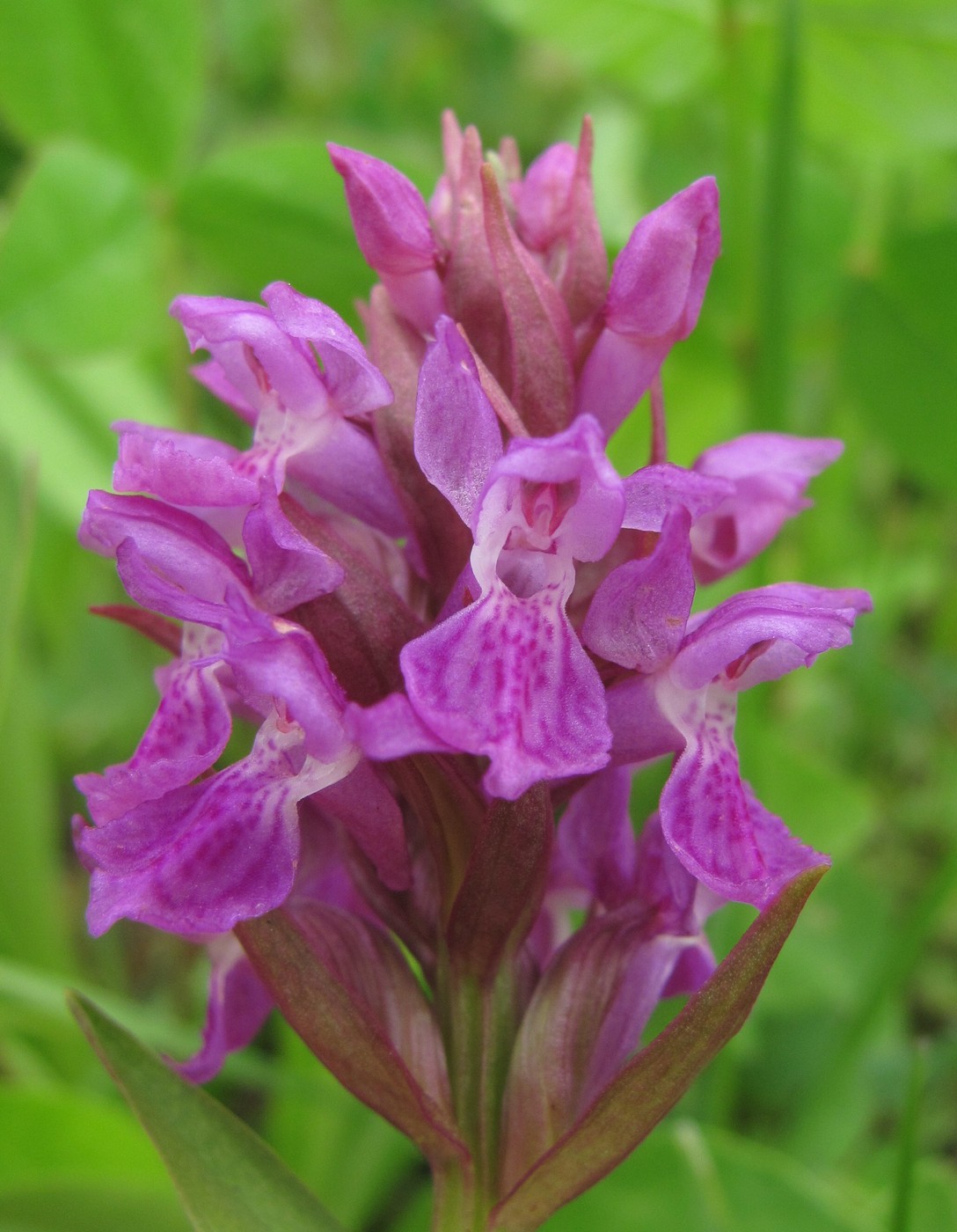 Изображение особи род Dactylorhiza.