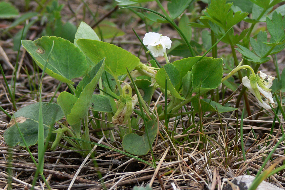 Image of Viola rupestris specimen.