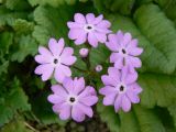 Primula patens