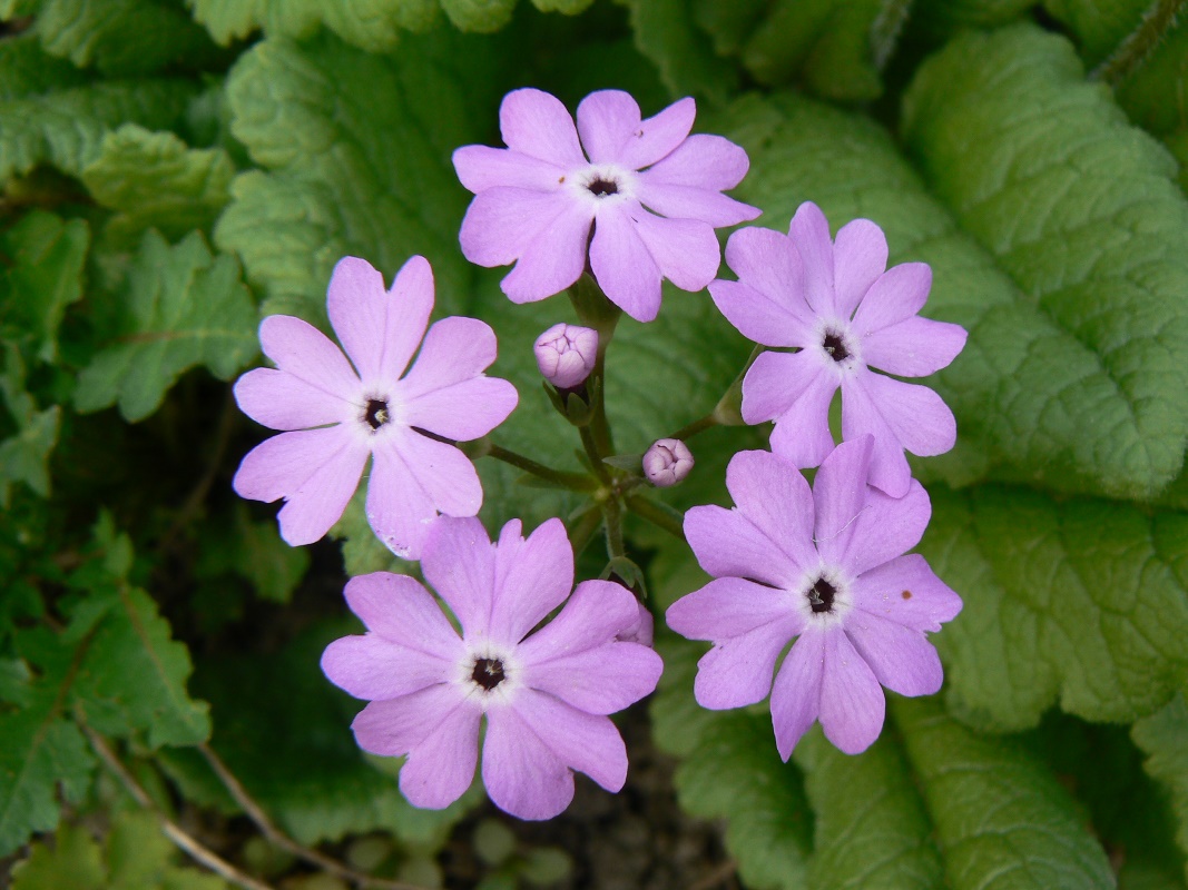 Изображение особи Primula patens.